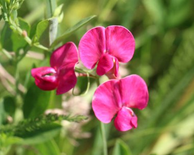 Yazın, Lathyrus tüberosus tarladaki otların arasında yetişir.