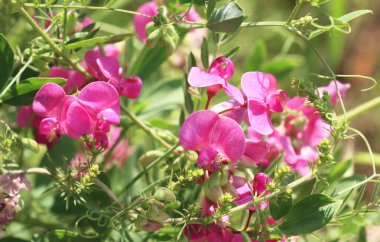 Yazın, Lathyrus tüberosus tarladaki otların arasında yetişir.