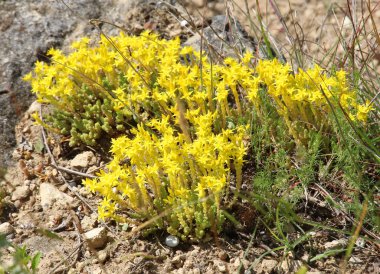 Vahşi doğada kayalık topraklarda Caustic Taşrop (Sedum dönümü) yetişir.