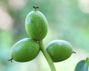 Yumuşak derili yeşil, olgunlaşmamış bir ceviz bir ağaç dalında yetişir.