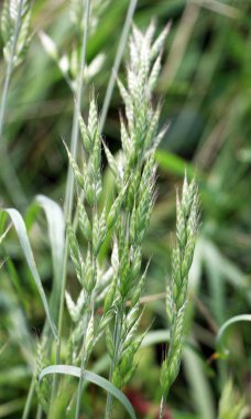 Mısır gevreği bromus hordeaceus vahşi doğada yetişir.
