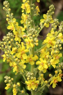 Mullein türlerinden biri olan Verbascum lychnitis vahşi doğada çiçek açar.