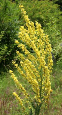 Mullein türlerinden biri olan Verbascum lychnitis vahşi doğada çiçek açar.