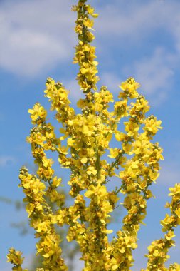 Mullein türlerinden biri olan Verbascum lychnitis vahşi doğada çiçek açar.