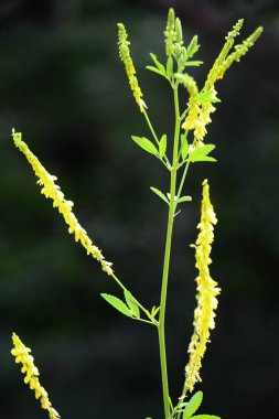 Melilot sarısı, tırtıklı melilot (Melilotus officinalis) yazın vahşi doğada açar.