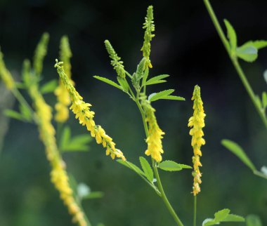 Melilot sarısı, tırtıklı melilot (Melilotus officinalis) yazın vahşi doğada açar.