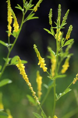 Melilot sarısı, tırtıklı melilot (Melilotus officinalis) yazın vahşi doğada açar.