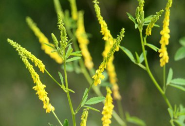 Melilot sarısı, tırtıklı melilot (Melilotus officinalis) yazın vahşi doğada açar.