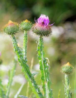 Uzun ve dikenli devedikeni (Onopordum acanthium) vahşi doğada yetişir.