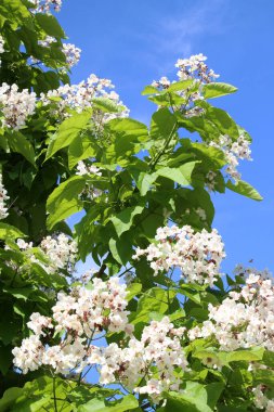Doğada süslemeli bir katalpa ağacının dalları çiçek açar.