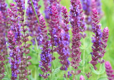 Sage (salvia nemorosa) yabani otların arasında yetişir.
