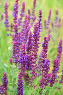 Sage (salvia nemorosa) yabani otların arasında yetişir.