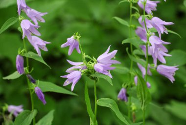 Çan çiçekleri (Campanula rapunculoides, Campanula rapunculus) yazın vahşi doğada açar.