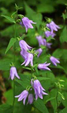 Çan çiçekleri (Campanula rapunculoides, Campanula rapunculus) yazın vahşi doğada açar.