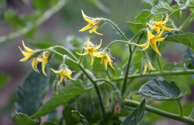 Domatesler yazın tarlada çiçek açar.