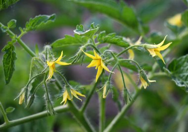 Domatesler yazın tarlada çiçek açar.