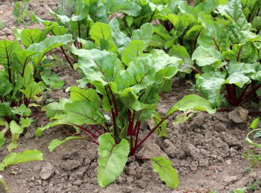 Kırmızı pancar (Beta vulgaris) açık organik toprakta yetişir.