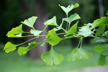 Dalları ve yaprakları olan Ginkgo biloba ağacı