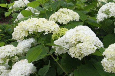 Ağaç ortancaları bahçede çiçek açıyor.