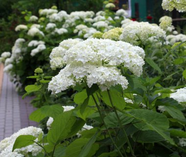 Ağaç ortancaları bahçede çiçek açıyor.