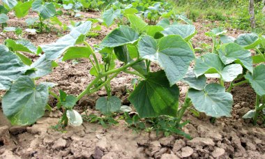 Açık organik toprakta yetişen genç salatalıklar.