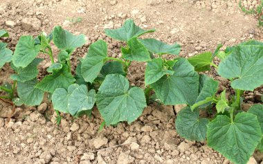 Açık organik toprakta yetişen genç salatalıklar.