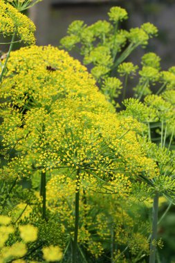 Bahçedeki açık arazide dereotu yetişir (Anethum Graveolens)