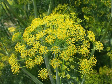 Bahçedeki açık arazide dereotu yetişir (Anethum Graveolens)