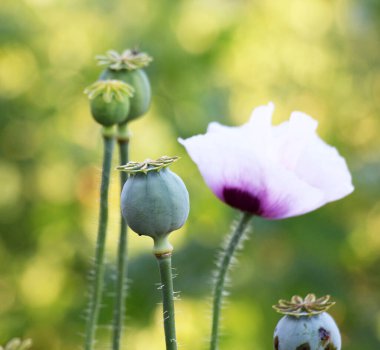Bahçede yeşil başlı gelincik yetişiyor..