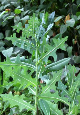 Yazın doğada yetişir Lactuca serriola