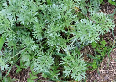 Acı pelin otu (Artemisia absinthium) vahşi doğada yetişir.
