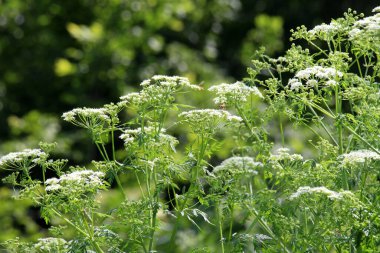 Zehirli bitki Conium maculatum vahşi doğada yetişir.