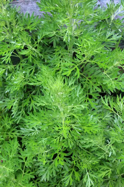 Acı pelin otu (Artemisia absinthium) vahşi doğada yetişir.