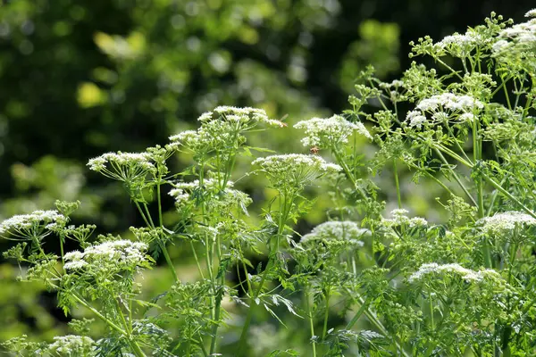 Zehirli bitki Conium maculatum vahşi doğada yetişir.