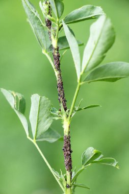 Bir yonca (akasya) kolonisi Aphis craccivora Koch bir bitkinin üzerinde