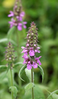 Stachys Palustris yabani otların arasında büyür.
