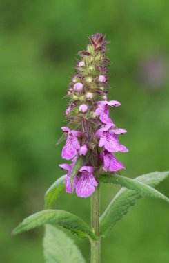 Stachys Palustris yabani otların arasında büyür.