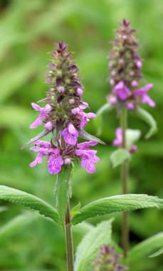 Stachys Palustris yabani otların arasında büyür.