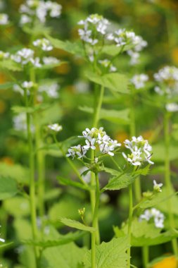 Vahşi doğada iki yıllık bir bitki yetişir at sarımsağı (Alliaria petiolata