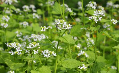Vahşi doğada iki yıllık bir bitki yetişir at sarımsağı (Alliaria petiolata
