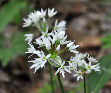 Allium ursinum grows in the forest, in the wild