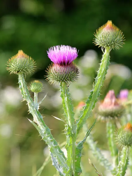 Uzun ve dikenli devedikeni (Onopordum acanthium) vahşi doğada yetişir.
