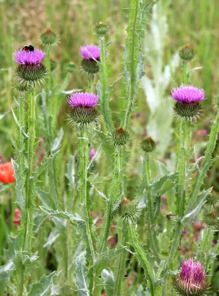 Uzun ve dikenli devedikeni (Onopordum acanthium) vahşi doğada yetişir.