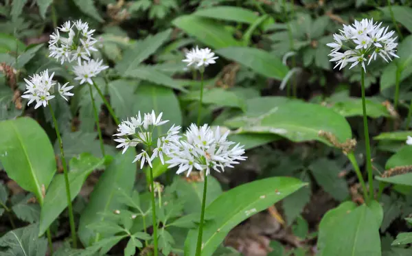 Allium ursinum grows in the forest, in the wild