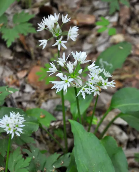 Allium ursinum grows in the forest, in the wild