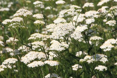 Yarrow (Achillea) otlar arasında vahşi doğada çiçek açar