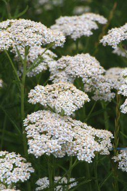 Yarrow (Achillea) otlar arasında vahşi doğada çiçek açar