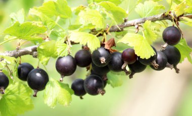 Yazın, olgunlaşmış böğürtlenlerin dalında