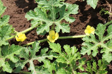 Tarladaki açık organik toprakta karpuzlar çiçek açar.