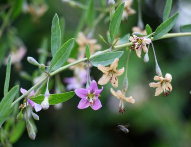 Vahşi doğada bir dal dalı açar Lycium barbarlığı